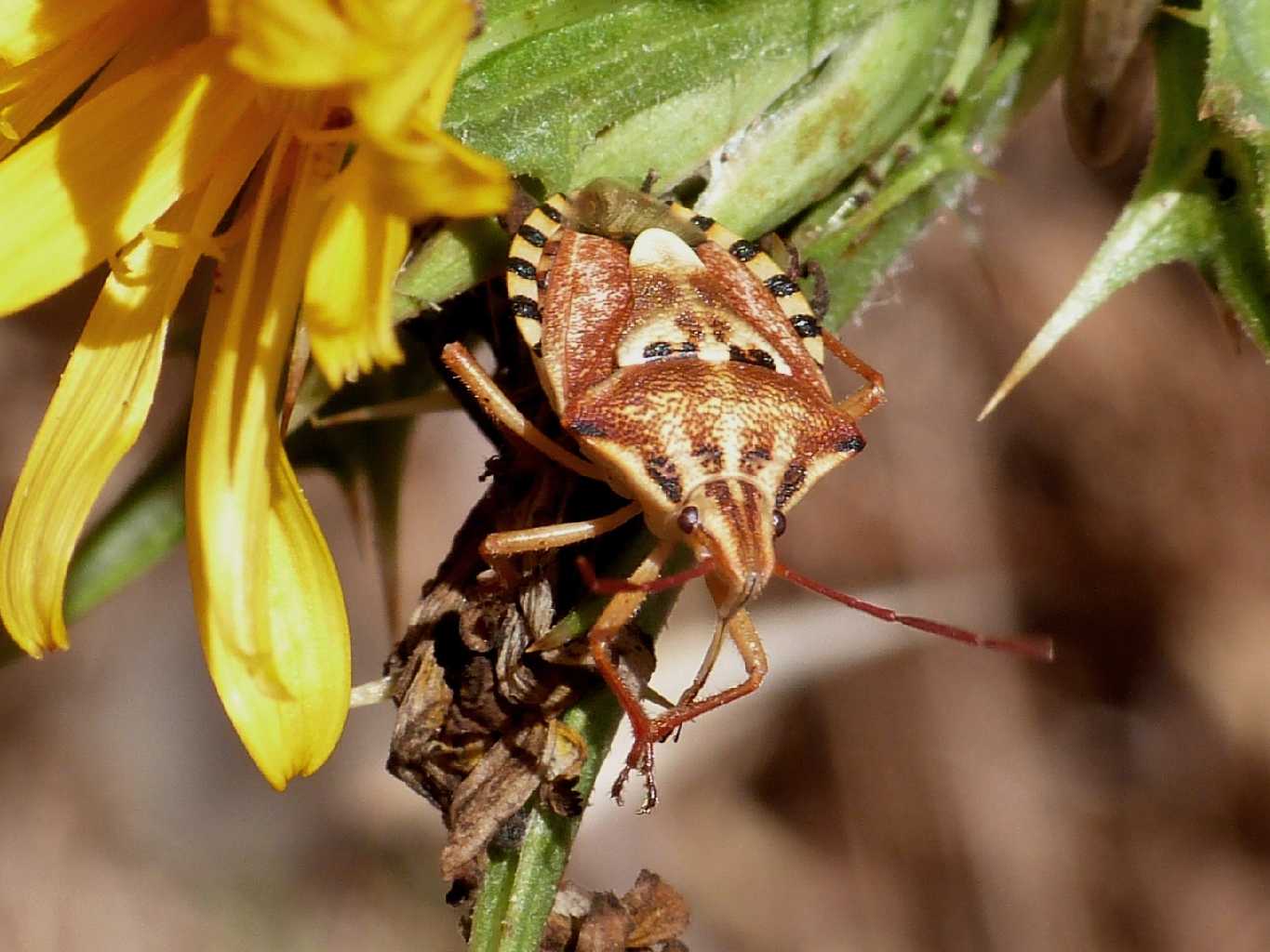 Pentatomidae su cardo - Codophila varia